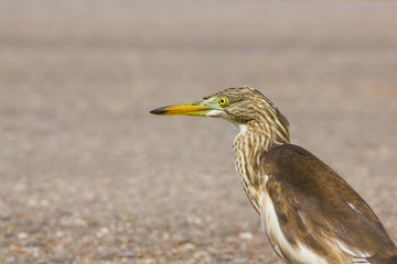 Great bittern bird