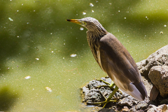 Great Bittern Bird