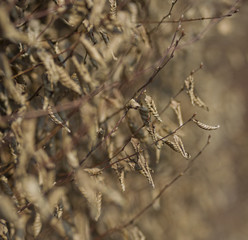 Laub im Herbst