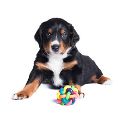 Puppy sennenhund, one months, isolated on white