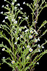 Stenactis annua / Vergerette annuelle