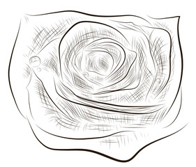 Hand drawn rose