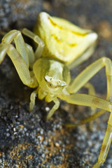 yellow crab spider