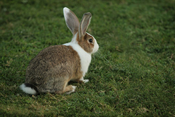 Rabbit