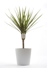 Potted Plant - Draecaena