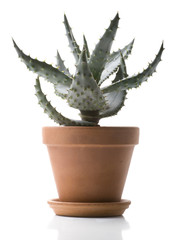 House Plant - Aloe