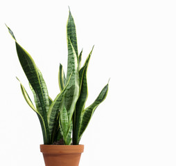 Potplant - Sansevieria, Snake plant, Mother in law tonque.