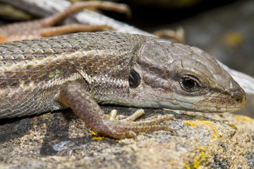 large psammodromus (psammodromus algirus) lizard
