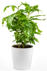 Naklejka premium Houseplant - Coffee Tree