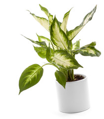 Houseplant - Dieffenbachia