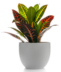 Houseplant - Croton