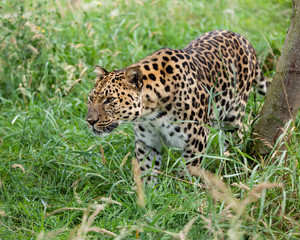 Fototapeta na wymiar Amur Leopard Prowling przez wysoką trawę