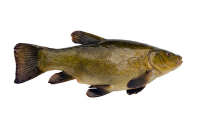Tench fish after fishing isolated on white