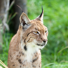 Fototapeta premium Head Shot Portait of Eurasian Lynx against Greenery