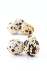 Obraz premium うずら