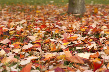 Autumnal leaves