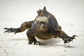 Marine Iguana walking straight at you