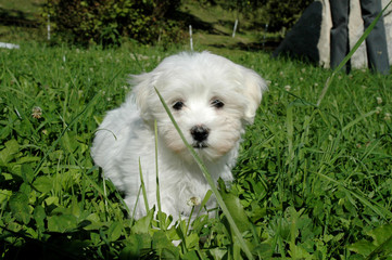 Puppy [Maltese Terrier] in green grass