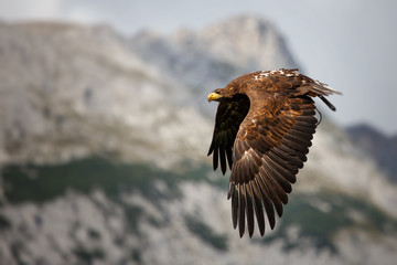 über den Alpen