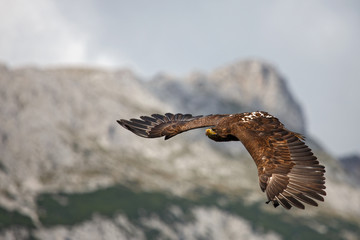 Fototapeta premium über den Alpen