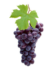 Rote Weintrauben