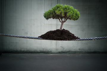 árbol con tierra en la cuerda