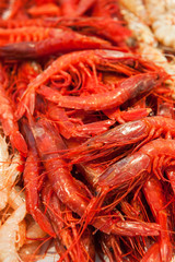 Carabineros, big red shrimps
