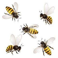 Set of bees  isolated on white