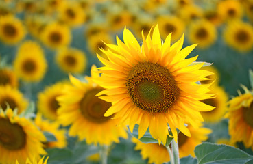 sunflowers