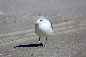 Möwe