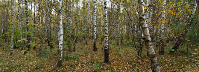 Obraz premium forest