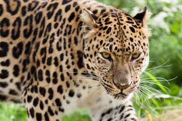 Fototapeta na wymiar Strzał głową Amur Leopard Stalking Przekierowuje