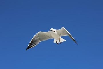 Seeschwalbe