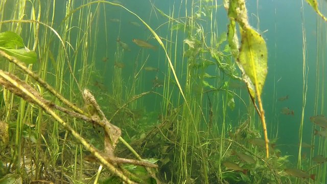 Shoal of roach in the lake