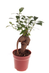 Bonsai Ficus Tree
