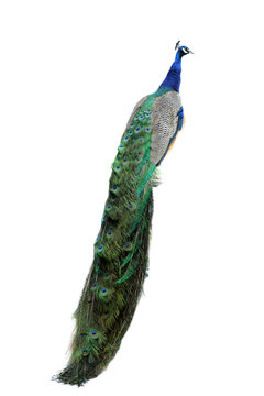 Fototapeta peacock