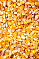 corn grain