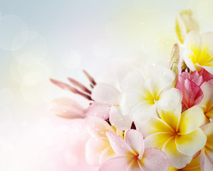 butterfly on flowers