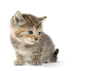 Cute tabby kitten
