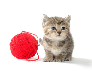 Kitten and yarn