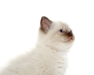 Cute kitten playing on white