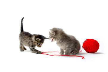 Two tabby kittens and yarn