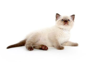 Cute kitten on white