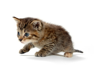 Cute tabby kitten