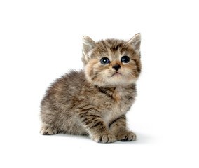 Cute tabby kitten