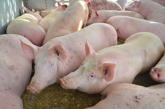 Pigs inside of a livestock trailer