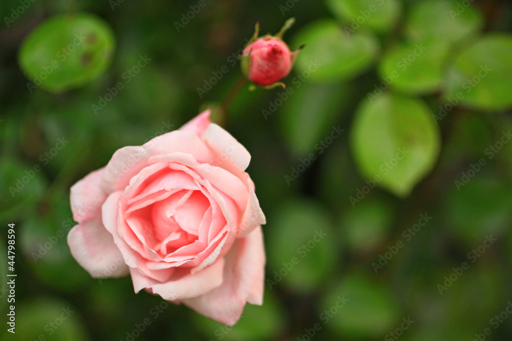 Wall mural Pink soft rose close up