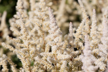 White Astilbe flower