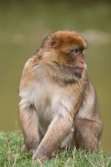 Macaque monkey