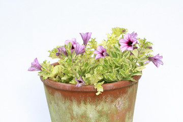 Pink surfinia in the pot background